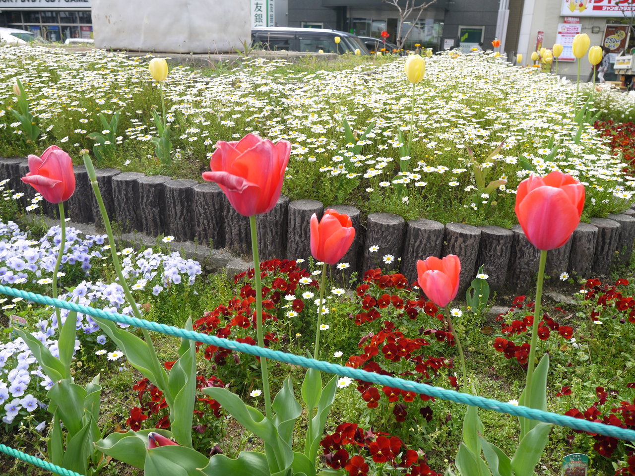香里園駅西口に咲くチューリップ16 ビオラの花との組み合わせが綺麗 寝屋川つーしん