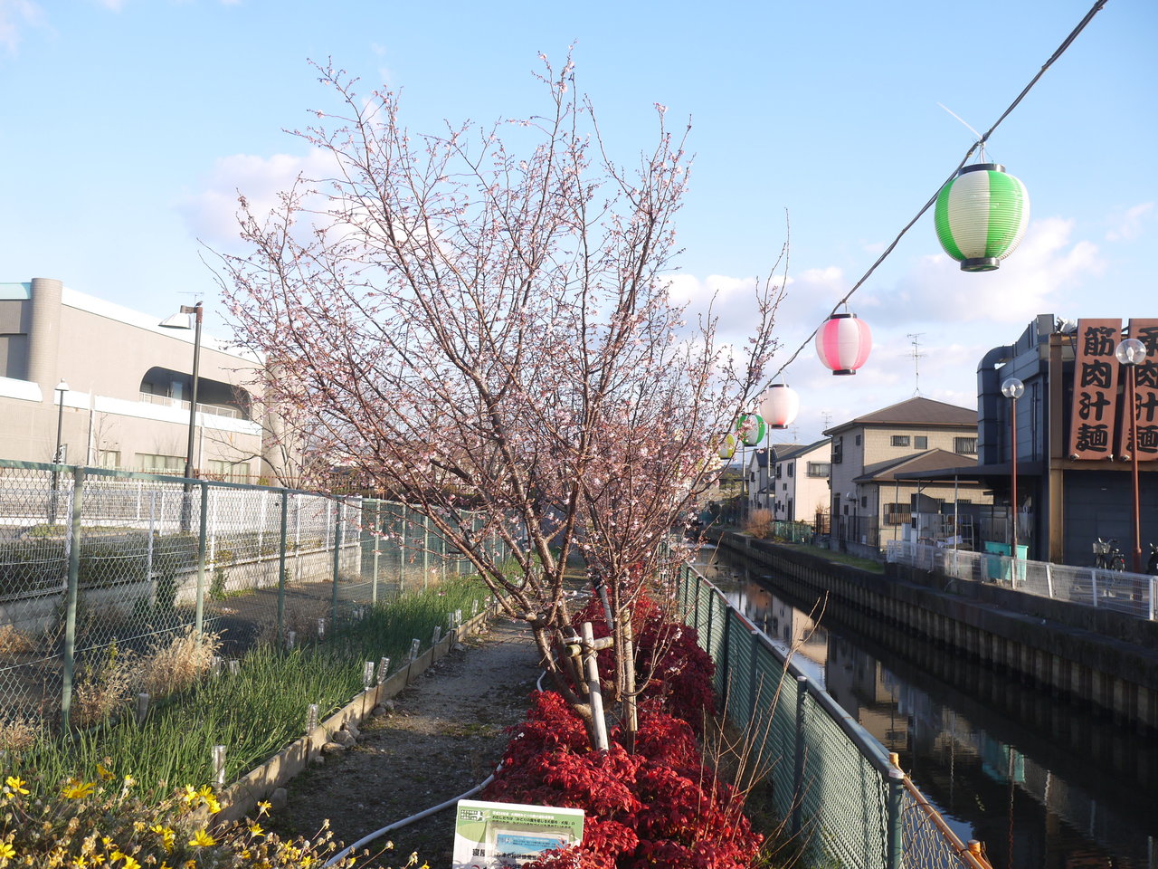 石津中町の用水路沿いに咲く早桜 真冬なのに白い花がついてる 寝屋川つーしん