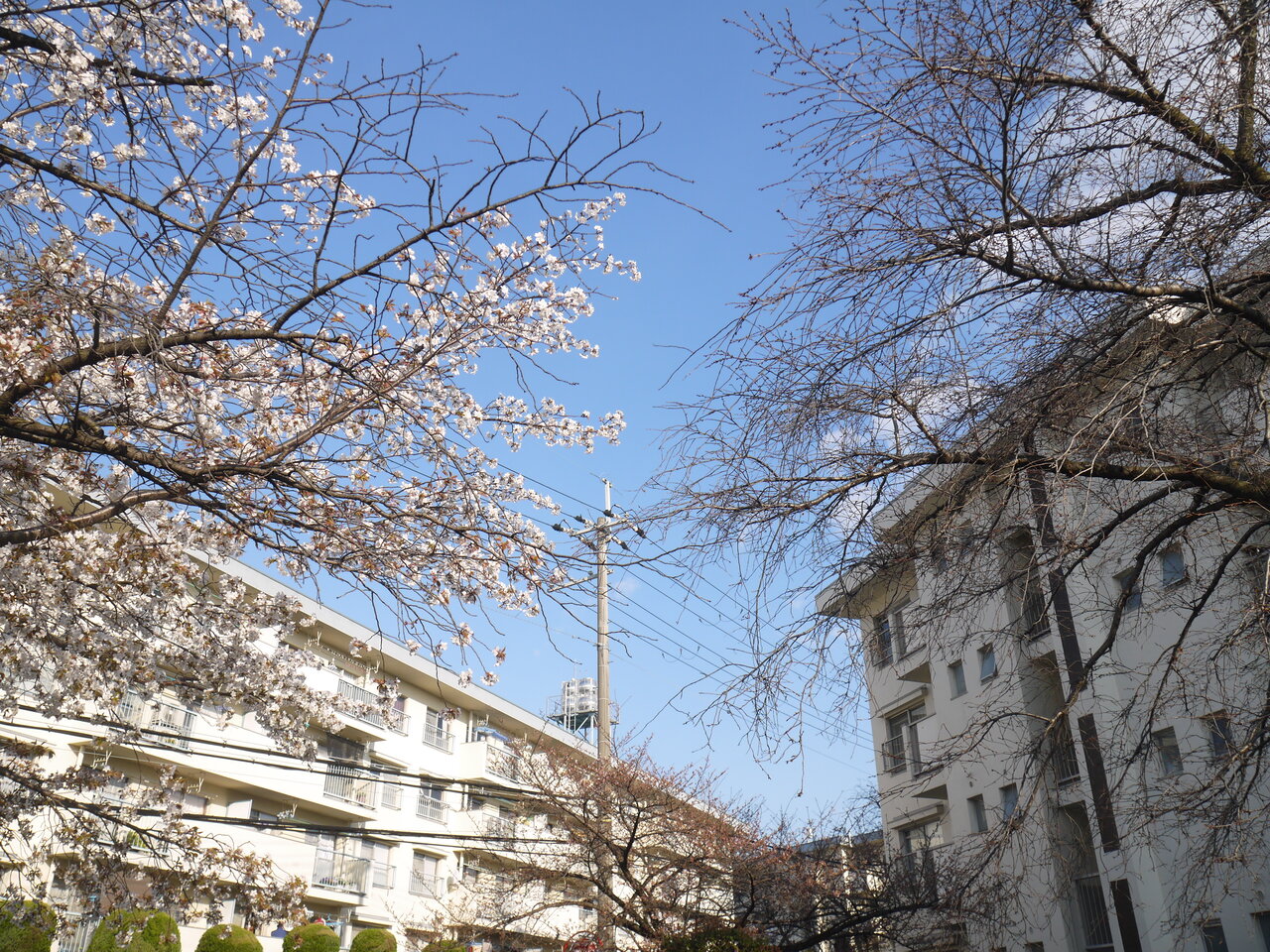三井団地と打上川治水緑地の桜の木が開花 寝屋川つーしん