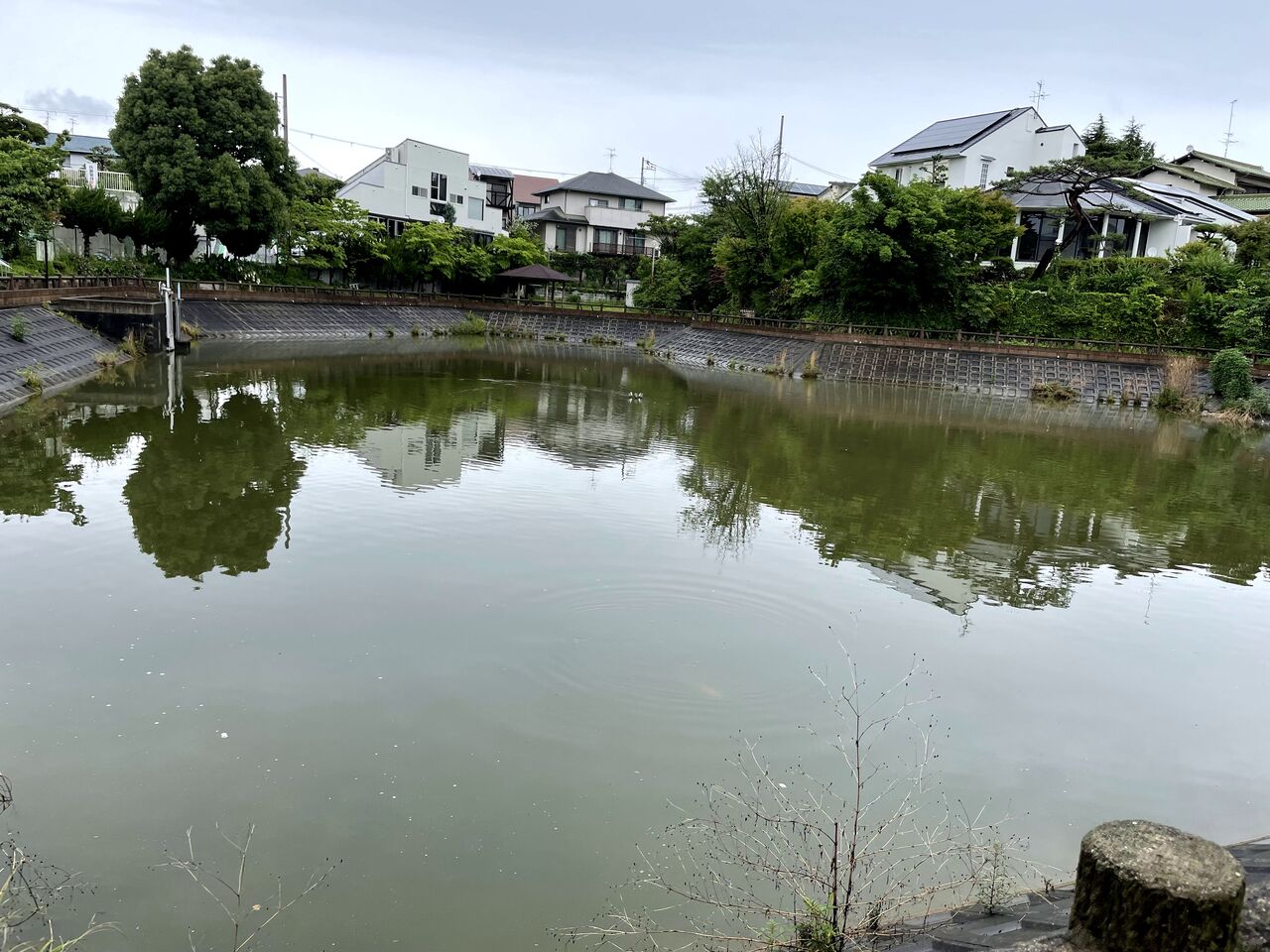 四方黒池治水緑地公園に咲いてたアジサイpart 2 寝屋フォト 寝屋川ローカルレポート