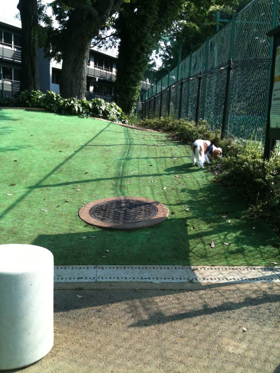 目白台運動公園わんわん広場 未卯と寅戌が吠える 目白台運動公園わんわん広場 未卯と寅戌が吠える