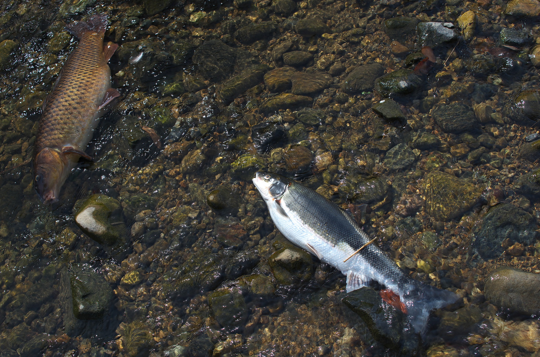 2月27日 紅い春 柳瀬川 小魚との戯れ