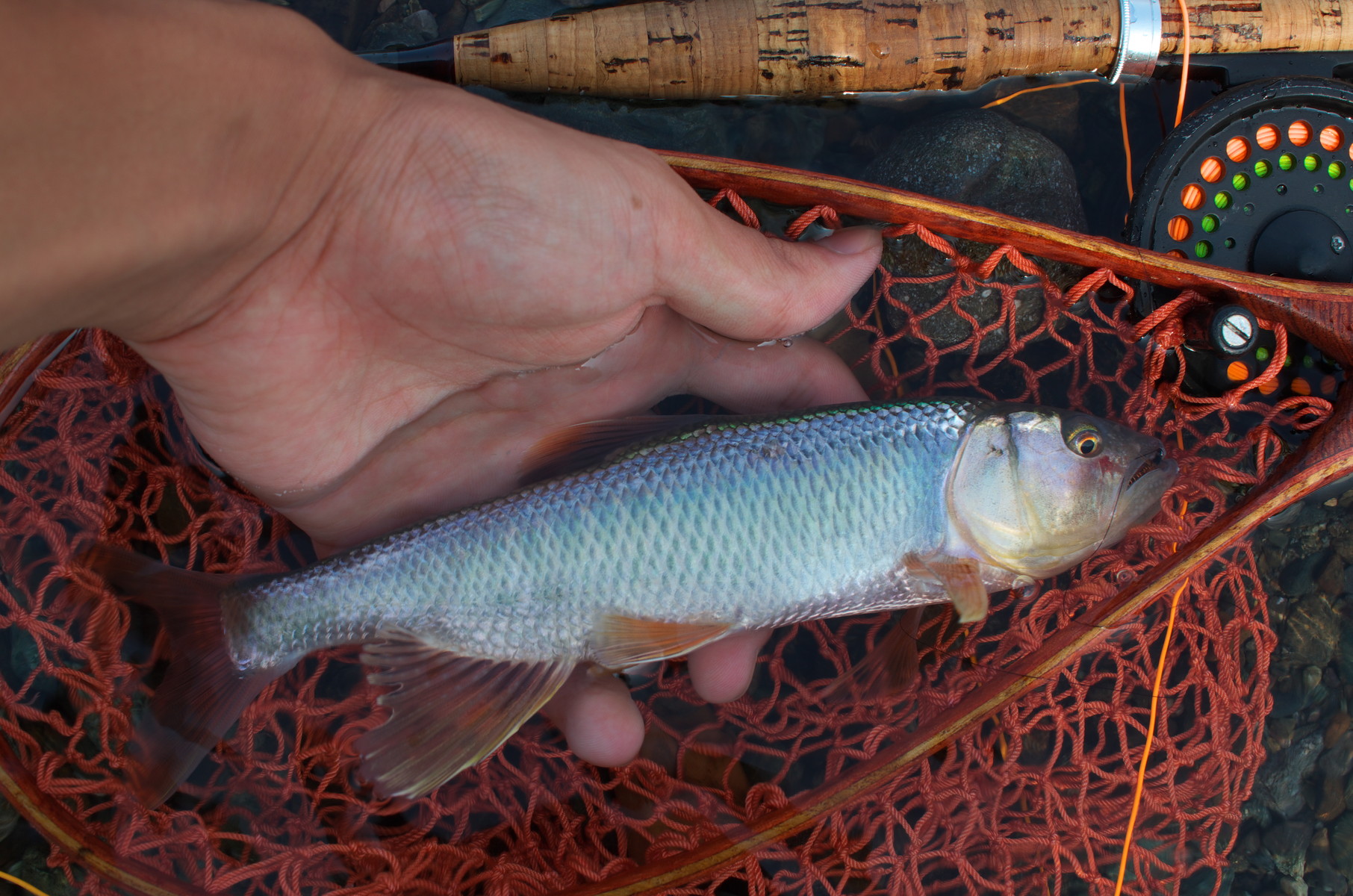 7月23日 予行演習その2 某河川 小魚との戯れ 7月23日 予行演習その2 某河川 小魚との戯れ