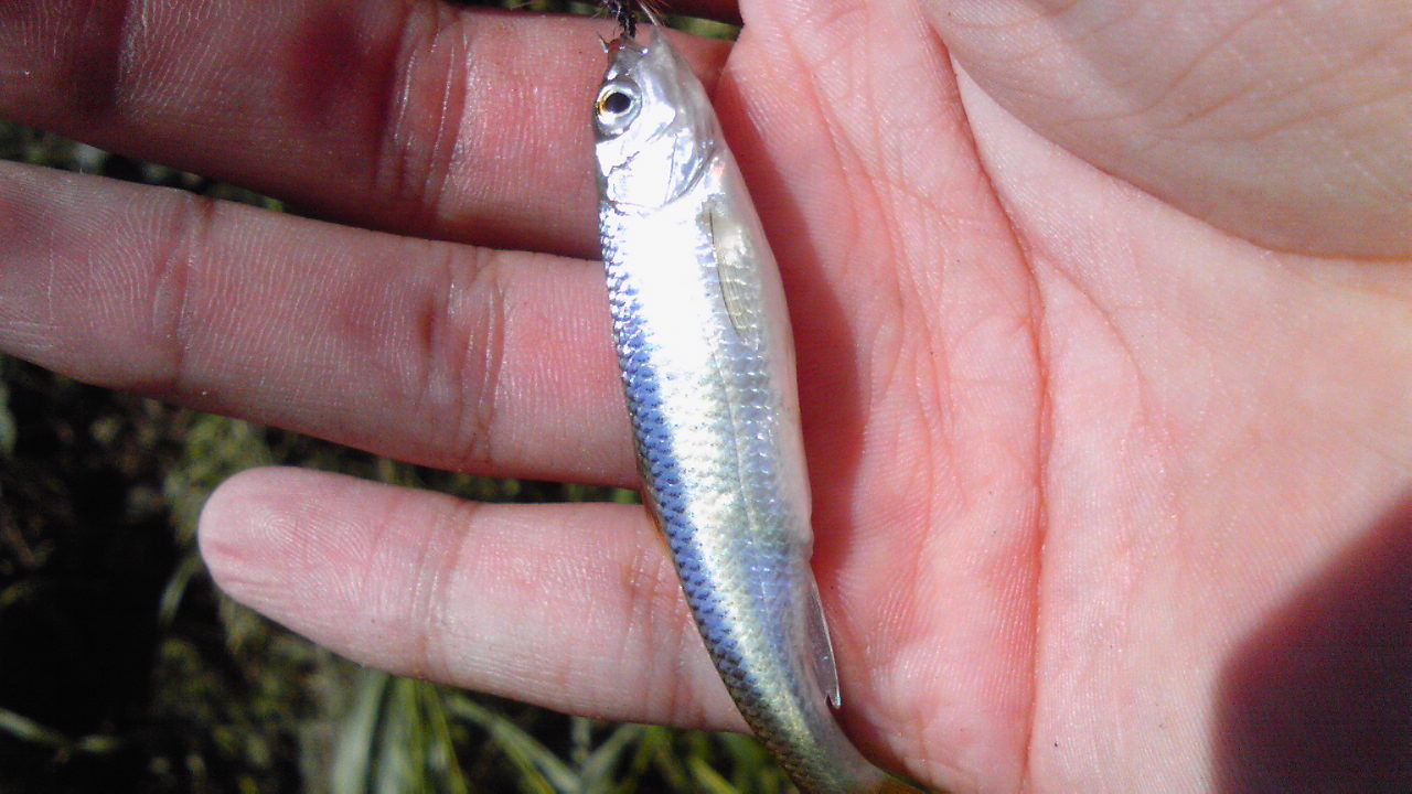 9月22日 台風一過 黒目川 小魚との戯れ