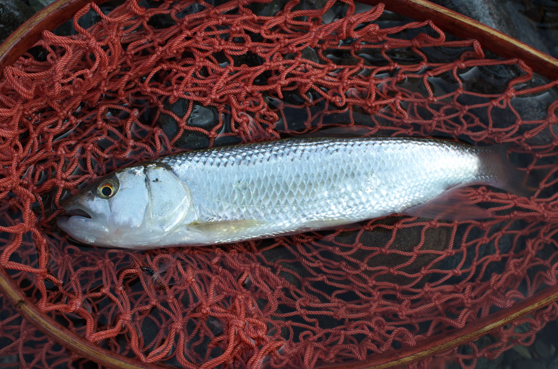 7月23日 予行演習その2 某河川 小魚との戯れ