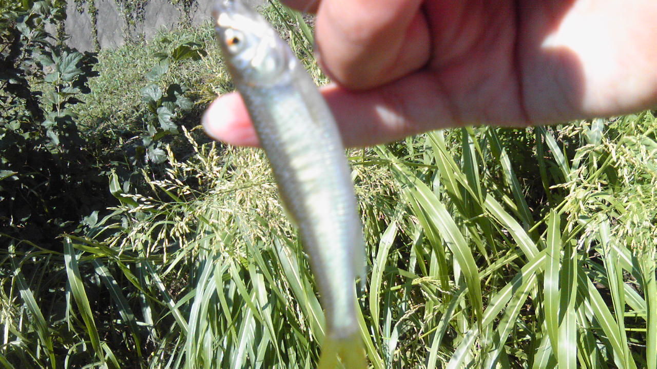 9月22日 台風一過 黒目川 小魚との戯れ