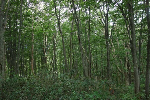 DSC07454