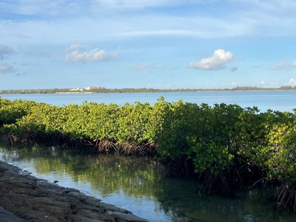 IMG_1241