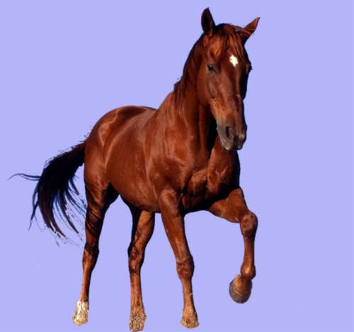 ����ǯ�Ǥ��Τǥ��ޤ��Ԥ��ޤ��衪