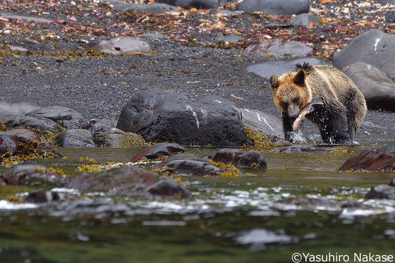 エゾヒグマがサケを捉える！！（北海道知床 羅臼町にて撮影） : 北海道の星と大地と美味い物