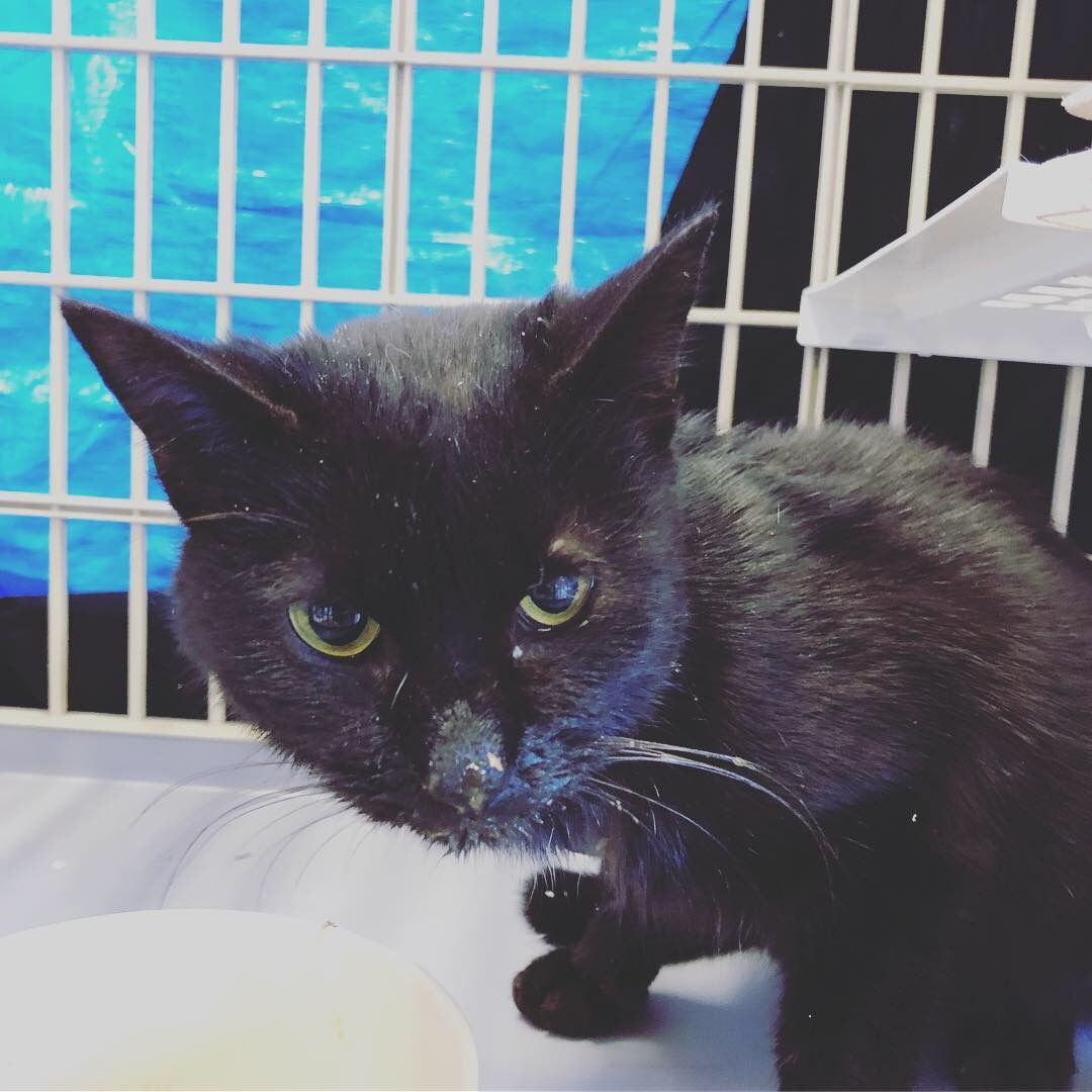 ヒメチコ 腹ペコ黒猫