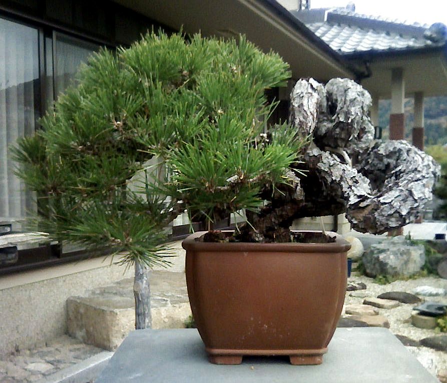 黒松根上がりの素材を入手しました。改作が楽しみです。 : レノ・盆栽