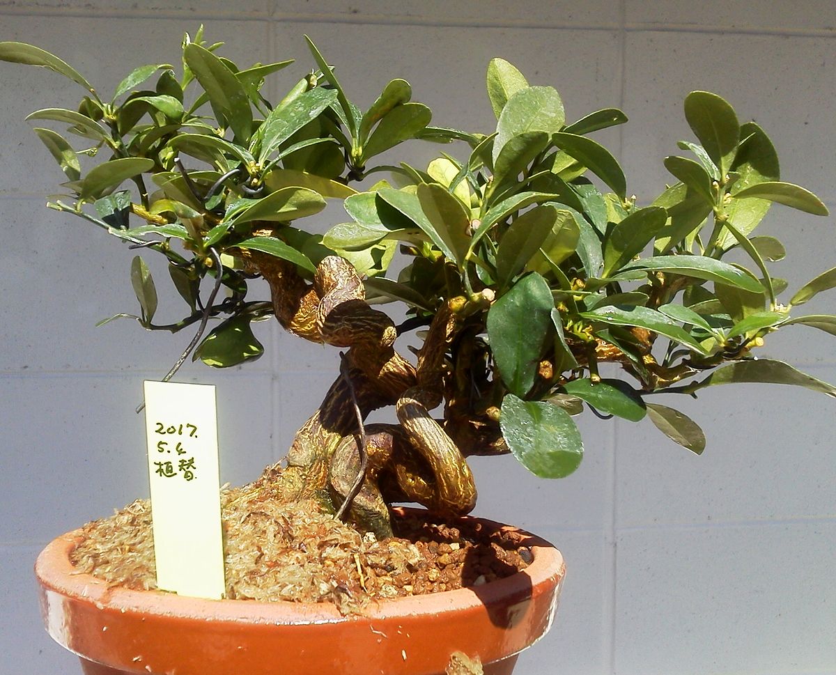 キンズ盆栽の植え替えを行いました By 谷端裕之 Tanibata Hiroyuki 勝華園 Syuokaen レノ 盆栽 Reno Bonsai