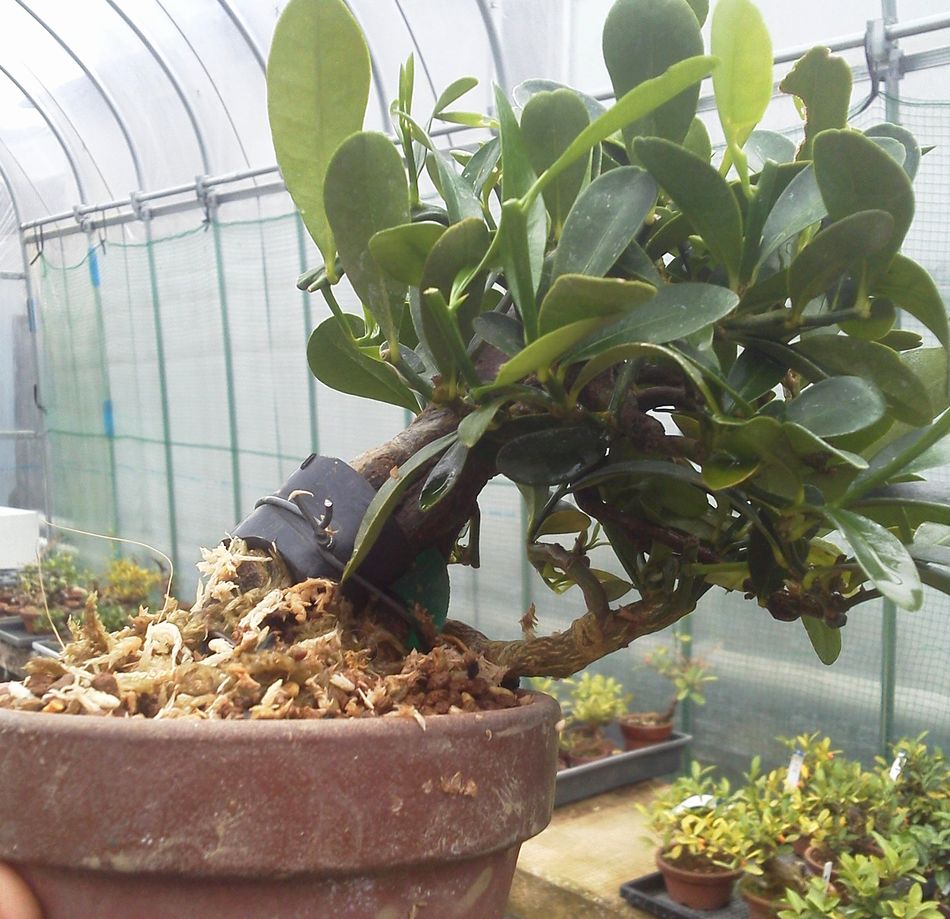 性懲りもなくキンズ盆栽改作 2本をくっつけるぞ レノ 盆栽 Reno Bonsai