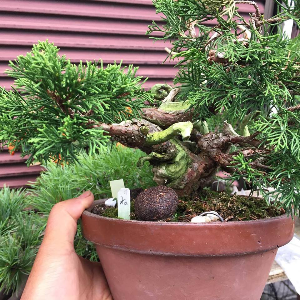 19年2月改作を迷っていた真柏を半懸崖風にして植え替えました レノ 盆栽 Reno Bonsai
