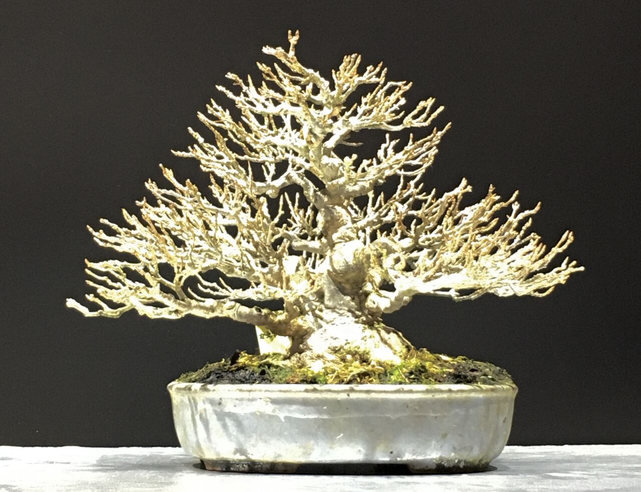 盆栽楓小品盆栽