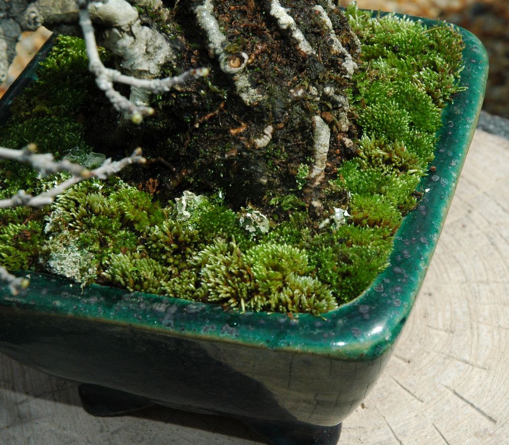 こけ張りは盆栽の化粧 レノ 盆栽 Reno Bonsai こけ張りは盆栽の化粧 レノ 盆栽 Reno Bonsai