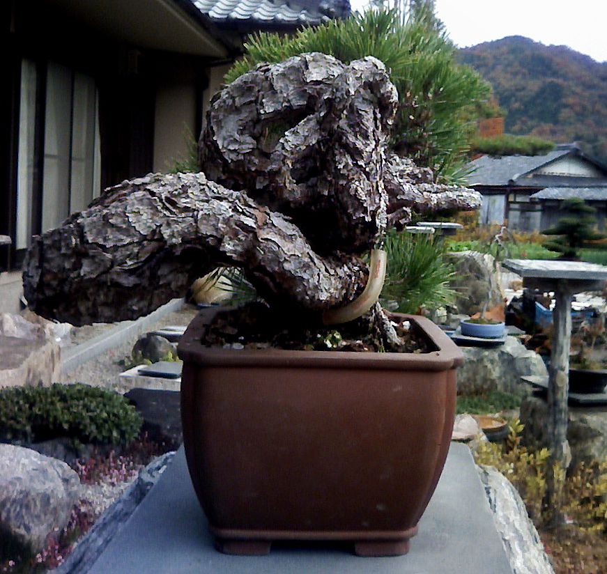 黒松根上がりの素材を入手しました。改作が楽しみです。 : レノ・盆栽