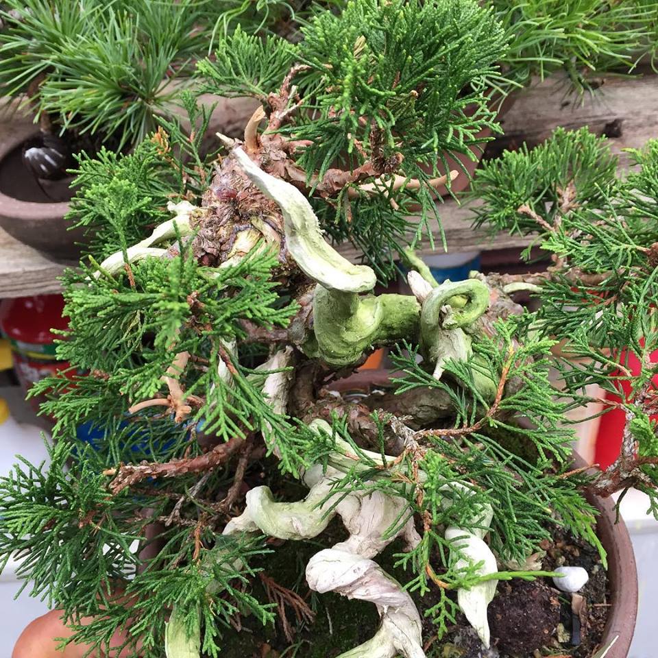 19年2月改作を迷っていた真柏を半懸崖風にして植え替えました レノ 盆栽 Reno Bonsai