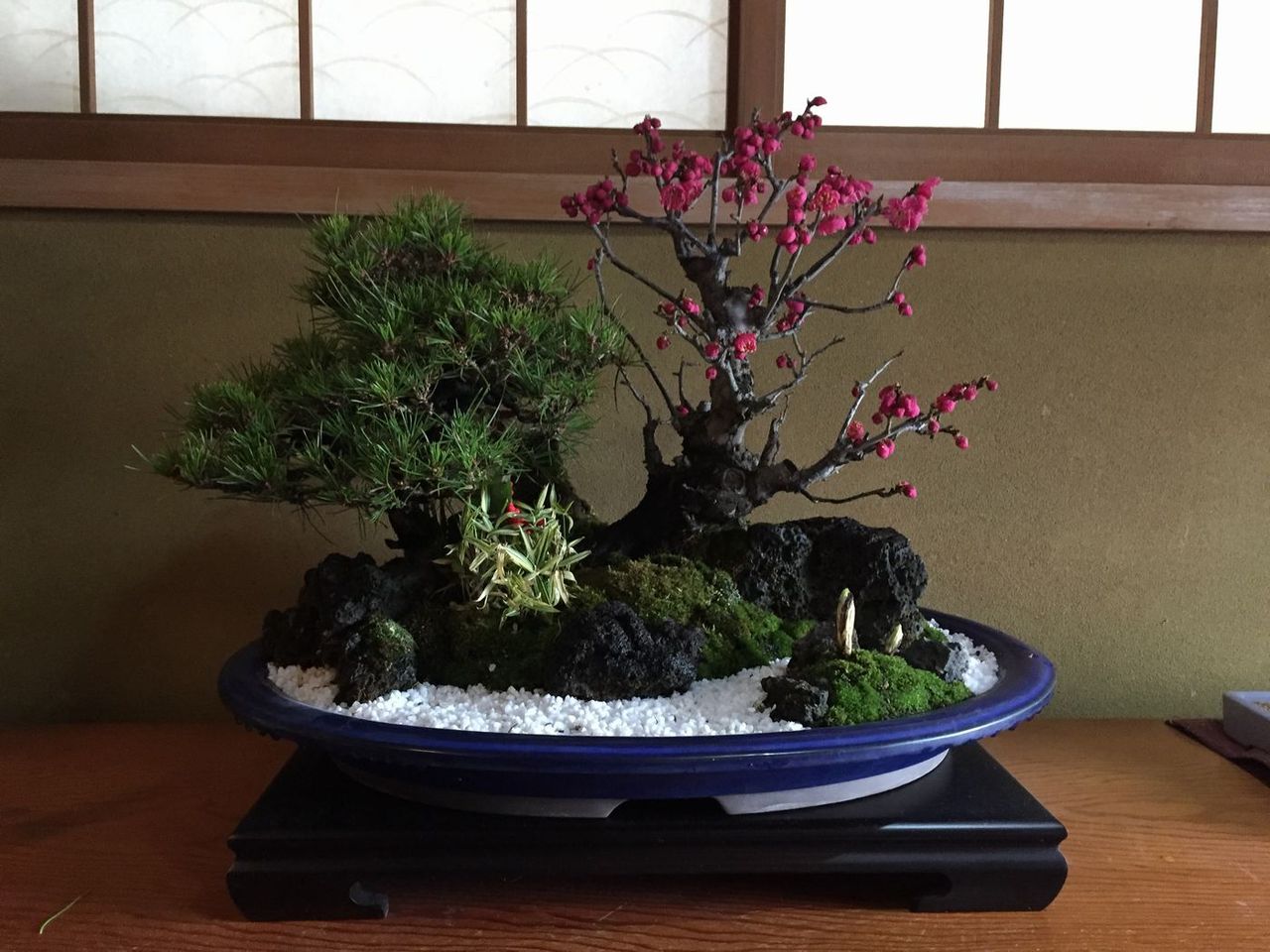松竹梅飾りの梅が咲き始めました 明日から2月なのに レノ 盆栽 Reno Bonsai 松竹梅飾りの梅が咲き始めました 明日から2月なのに レノ 盆栽 Reno Bonsai