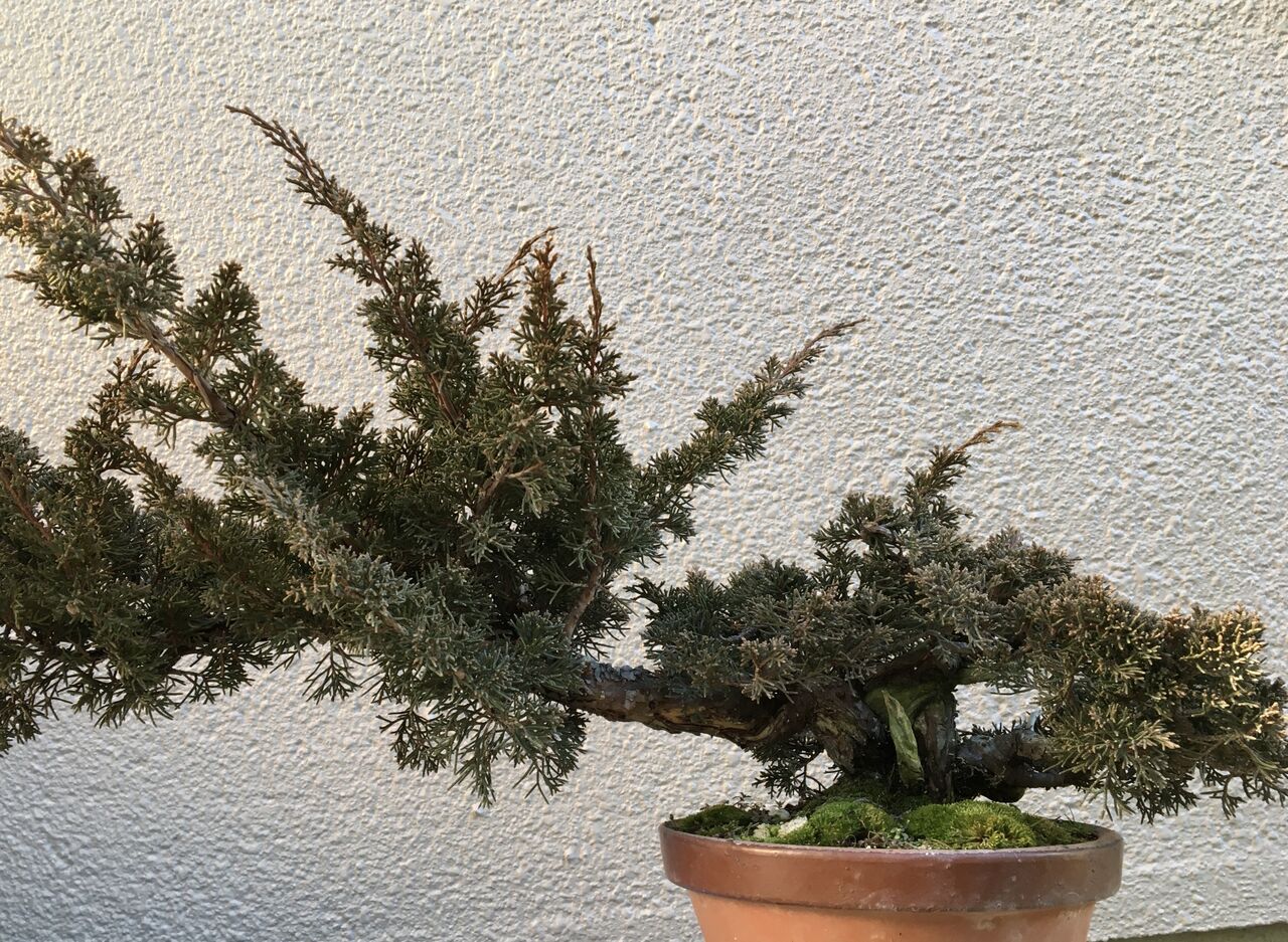 真柏素材、さらに改作していきたい！ : レノ・盆栽（Reno・Bonsai)