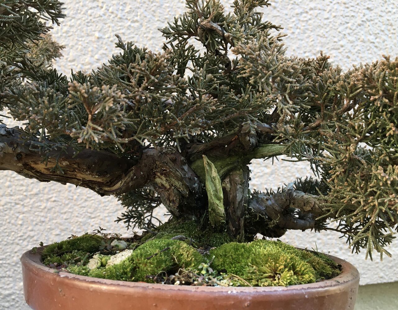 真柏素材、さらに改作していきたい！ : レノ・盆栽（Reno・Bonsai)