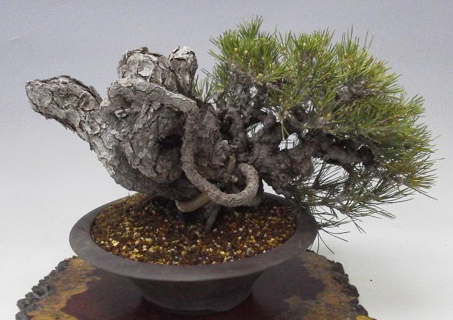 黒松根上がり素材植え替えてもらいました。 : レノ・盆栽（Reno・Bonsai)