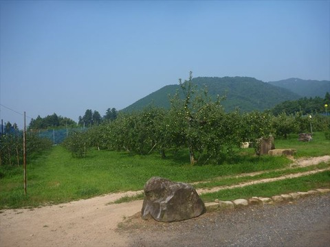 広大な敷地のリンゴ園