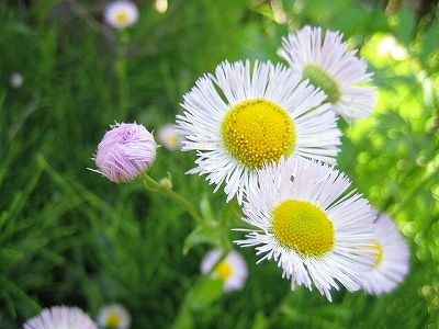 乃木坂46 14thシングル タイトルは ハルジオンが咲く頃