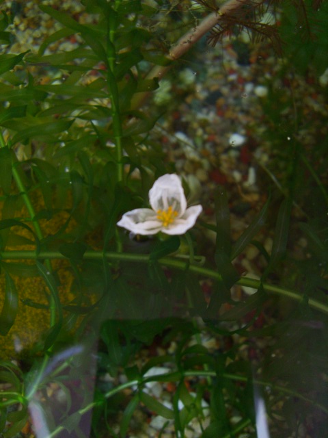 藻の花が咲いた 指の水温計