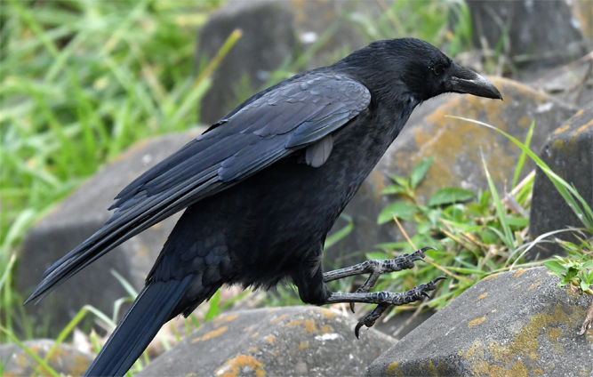 黒い鳥特集 : かわせみファンクラブ四街道