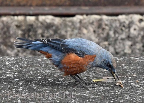 イソヒヨドリの食事tD68_478802