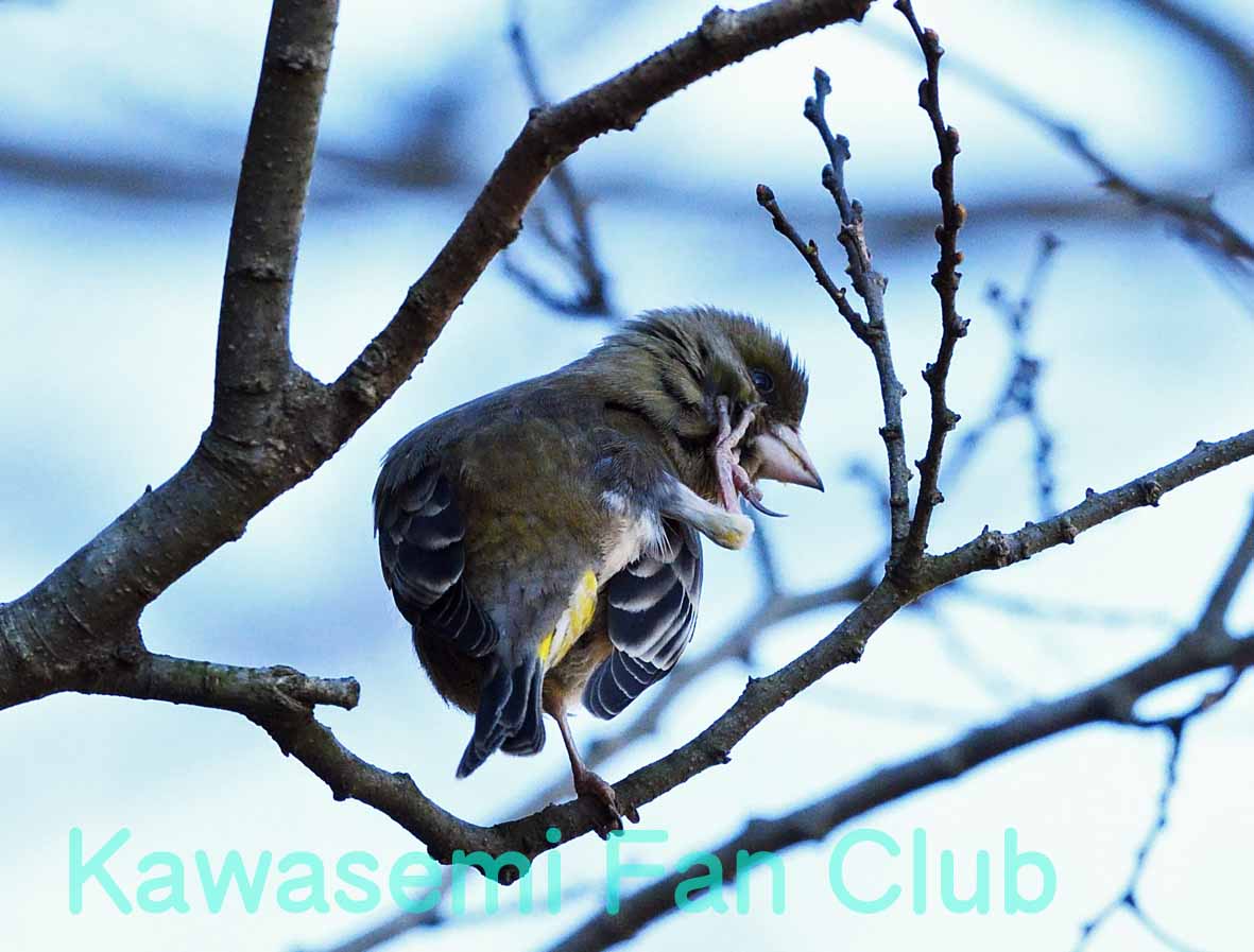 飛行機雲 かわせみファンクラブ四街道