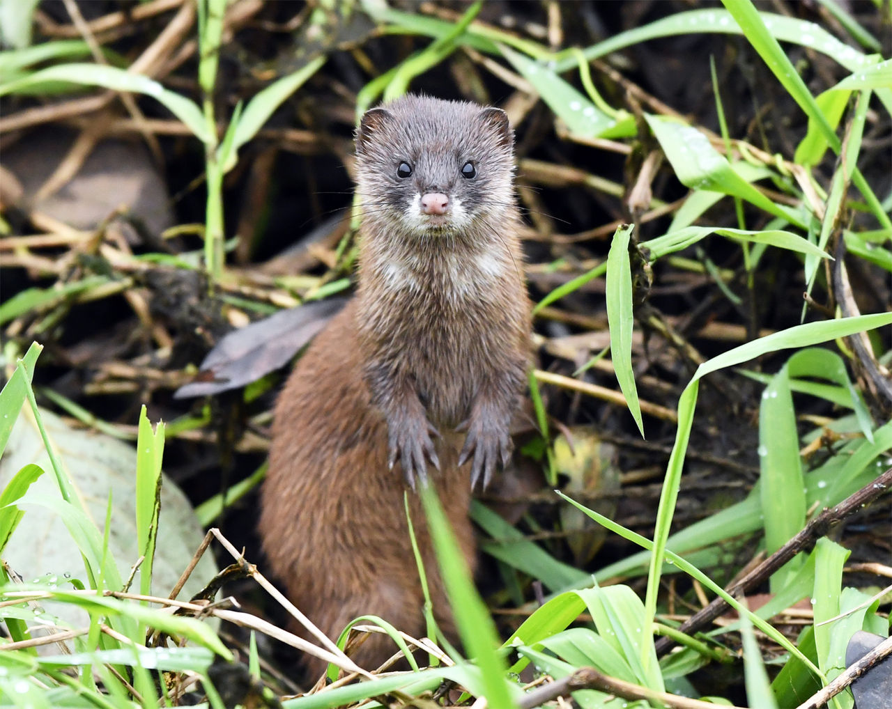 カワセミ多忙につき かわせみファンクラブ四街道