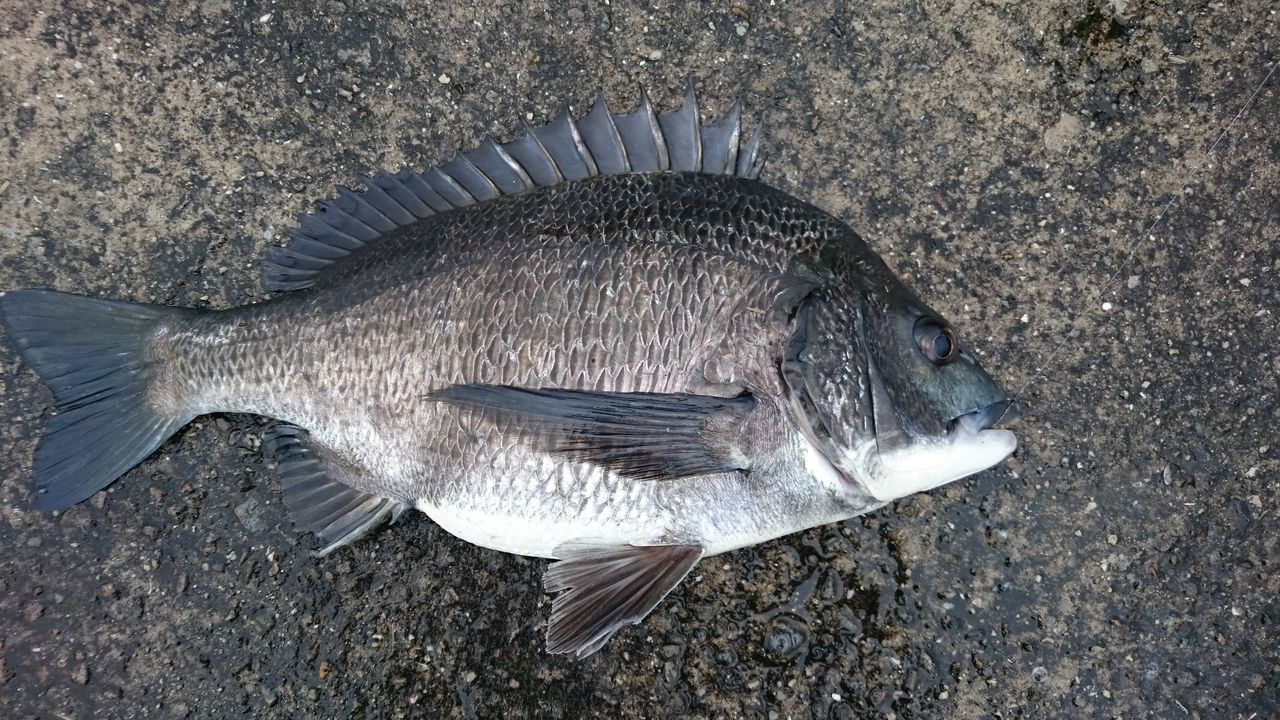 イガイと海津でチヌ落し チヌ釣どっぷりはまりｃｏｍ