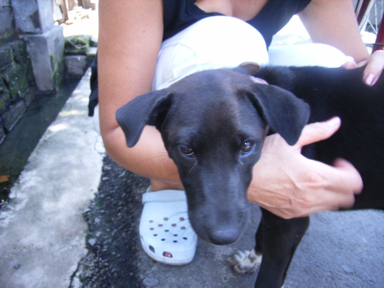バリ島の犬 パン作り時々安くてうまいもの探し バリ島の犬 パン作り時々安くてうまいもの探し