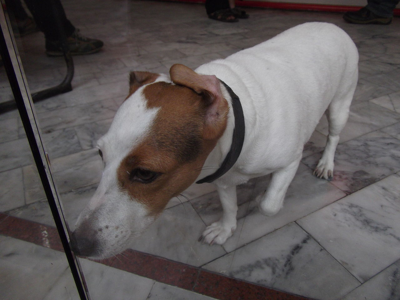 バンコクの変な犬 パン作り時々安くてうまいもの探し バンコクの変な犬 パン作り時々安くてうまいもの探し