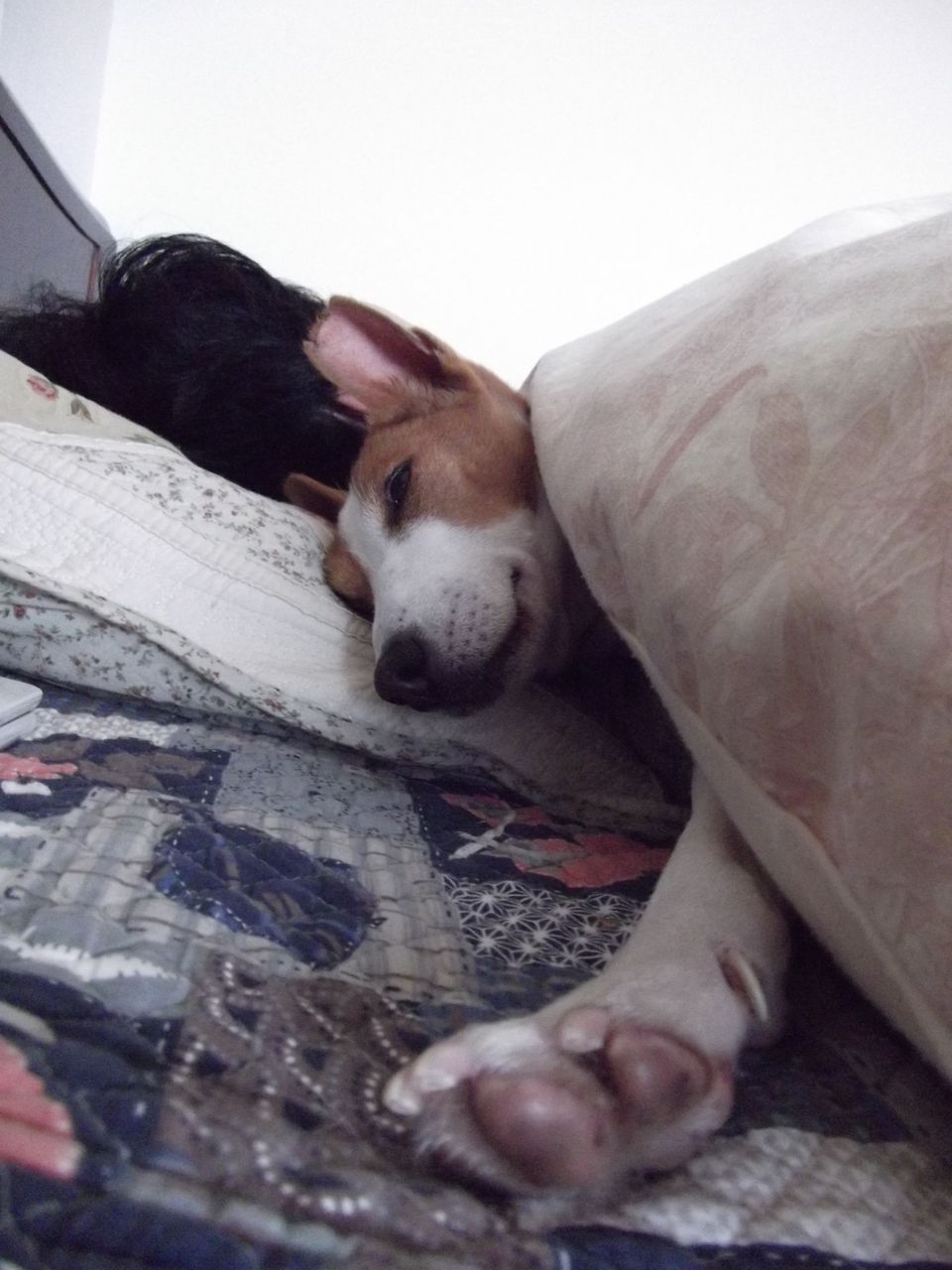 バセンジー コンゴのヤブ犬 パン作り時々安くてうまいもの探し