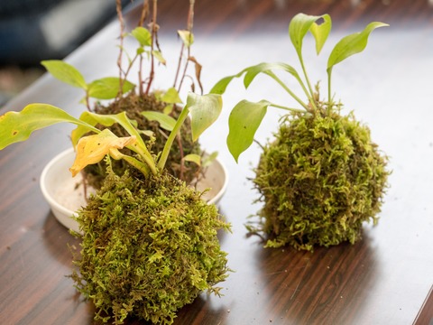 苔玉