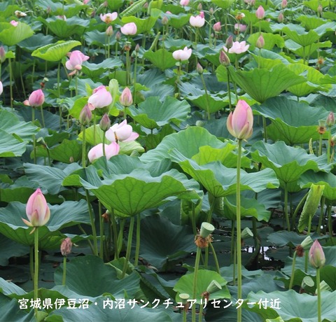 nasu (2)