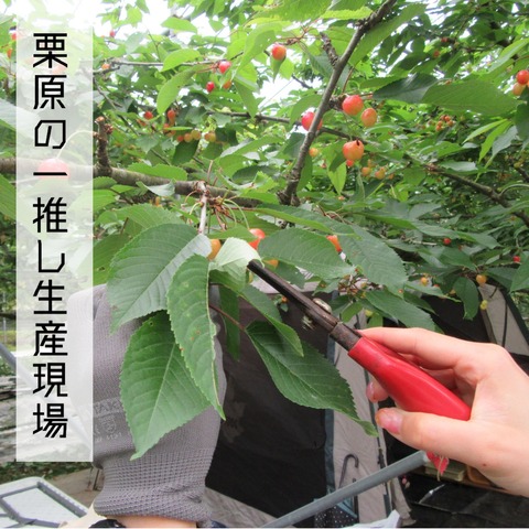 2阿部さくらんぼ農園画像.pptx_page-0001