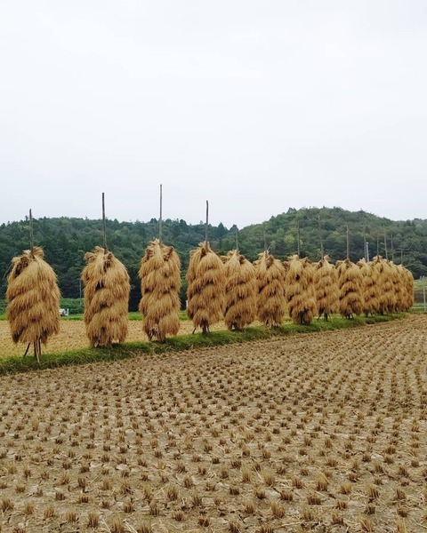 ねじりほんにょ①