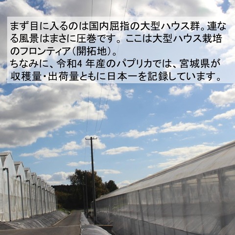 イマジン(パプリカ) (3)