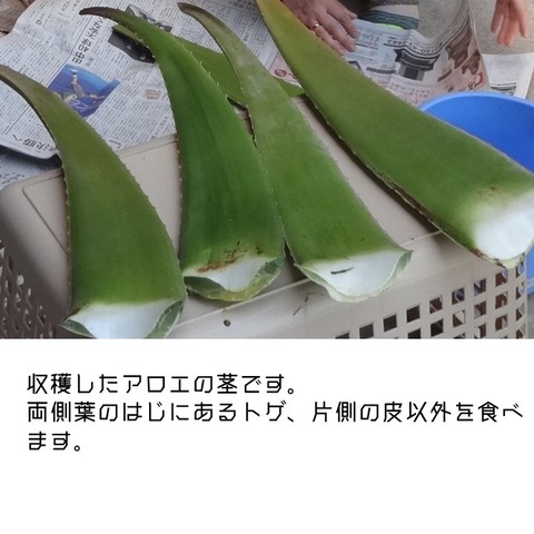 一推し生産現場アロエハウス (6)