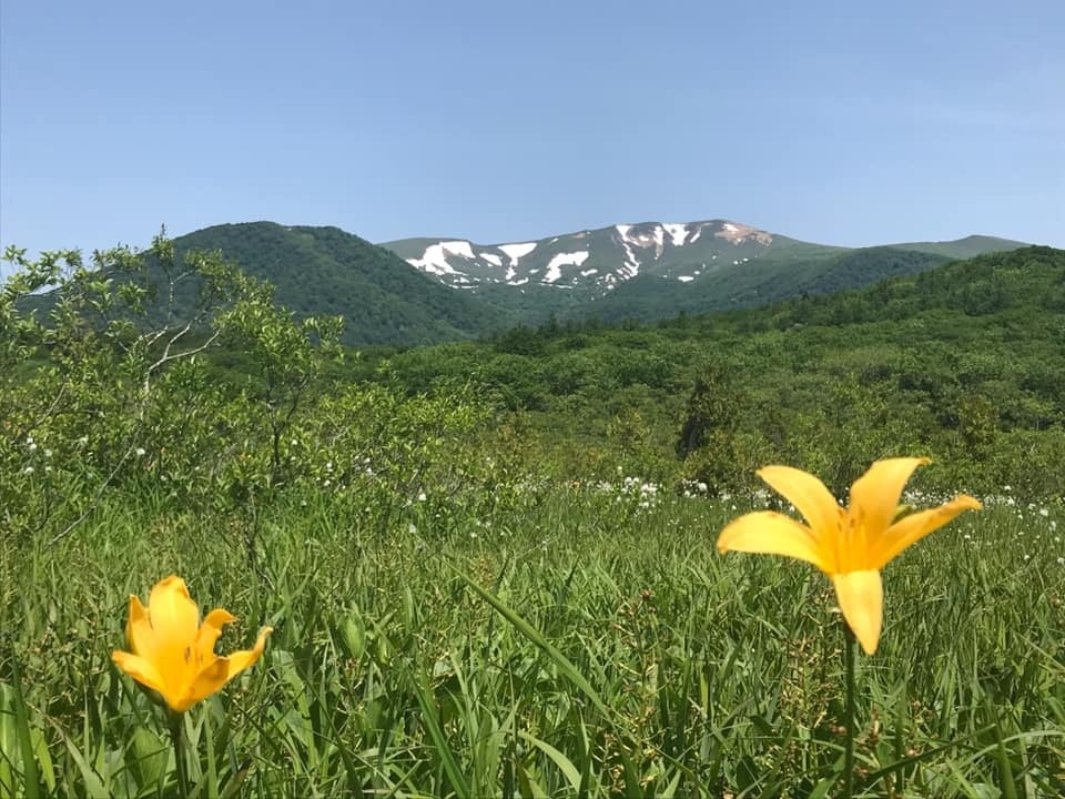 世界谷地原生花園のニッコウキスゲがシーズンを迎えました ございんくりはら 栗原ってどんなとこ こんなとこ