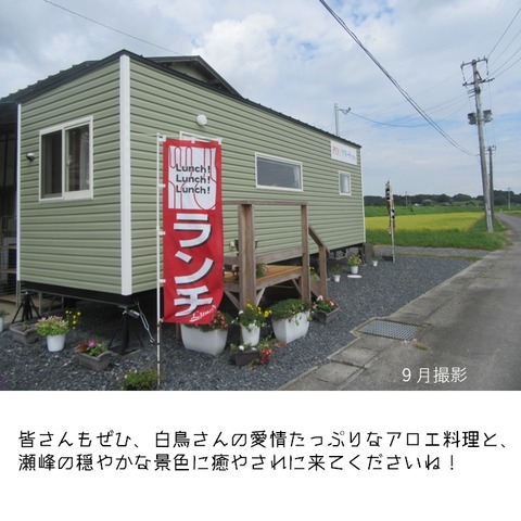 アロエリゾートカフェ (8)