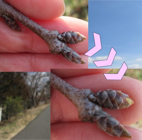 桜一週間後