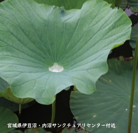 nasu (4)