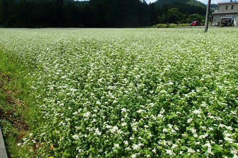 写真6