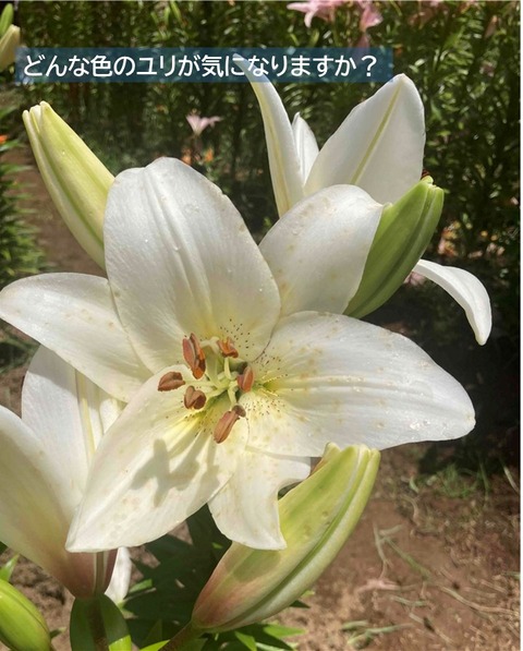 ７